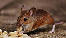24 Hour & Emergency Exterminators in Taylorsville, IN